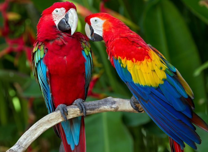 Wallpaper parrot, plumage, branch, exotic, red, blue, Animals 670988000